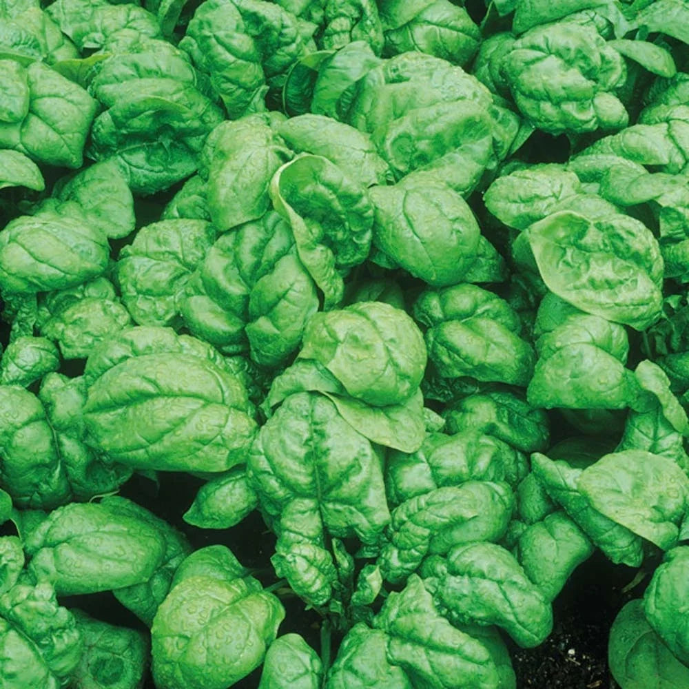 Bloomsdale Spinach Seeds - Heirloom Variety - Spinacia oleracea - Non-GMO for Home Gardening