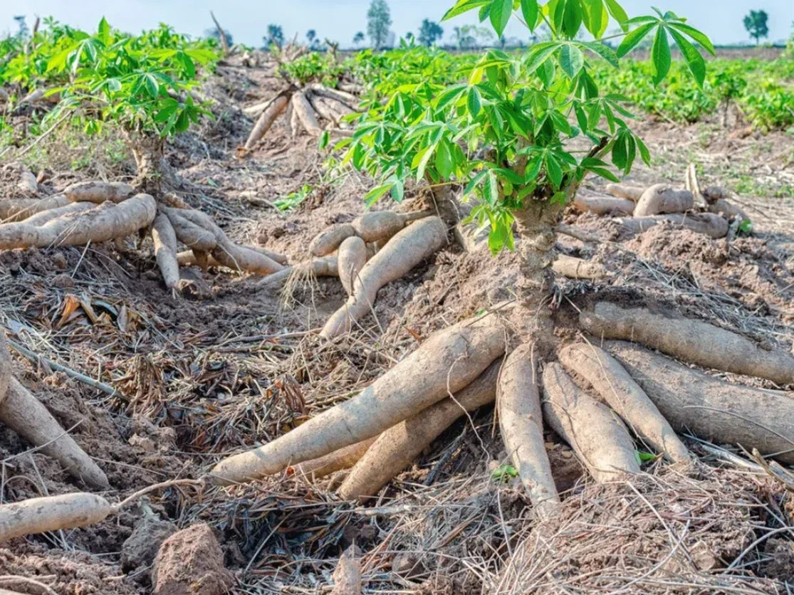 Yuca Cuttings Set of 5 – Sweet Cassava Roots – Manihot esculenta – Ideal for Home Gardening – Not Shippable to HI, AZ, CA, TX