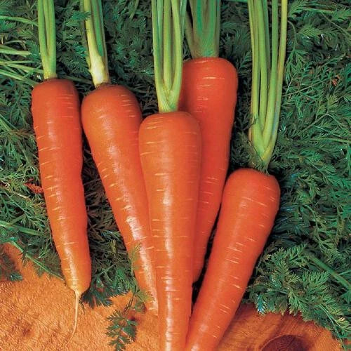 Moonraker Carrot Seeds 1000+ Pack Non-GMO Daucus carota Easy to Grow for Home Garden Planting