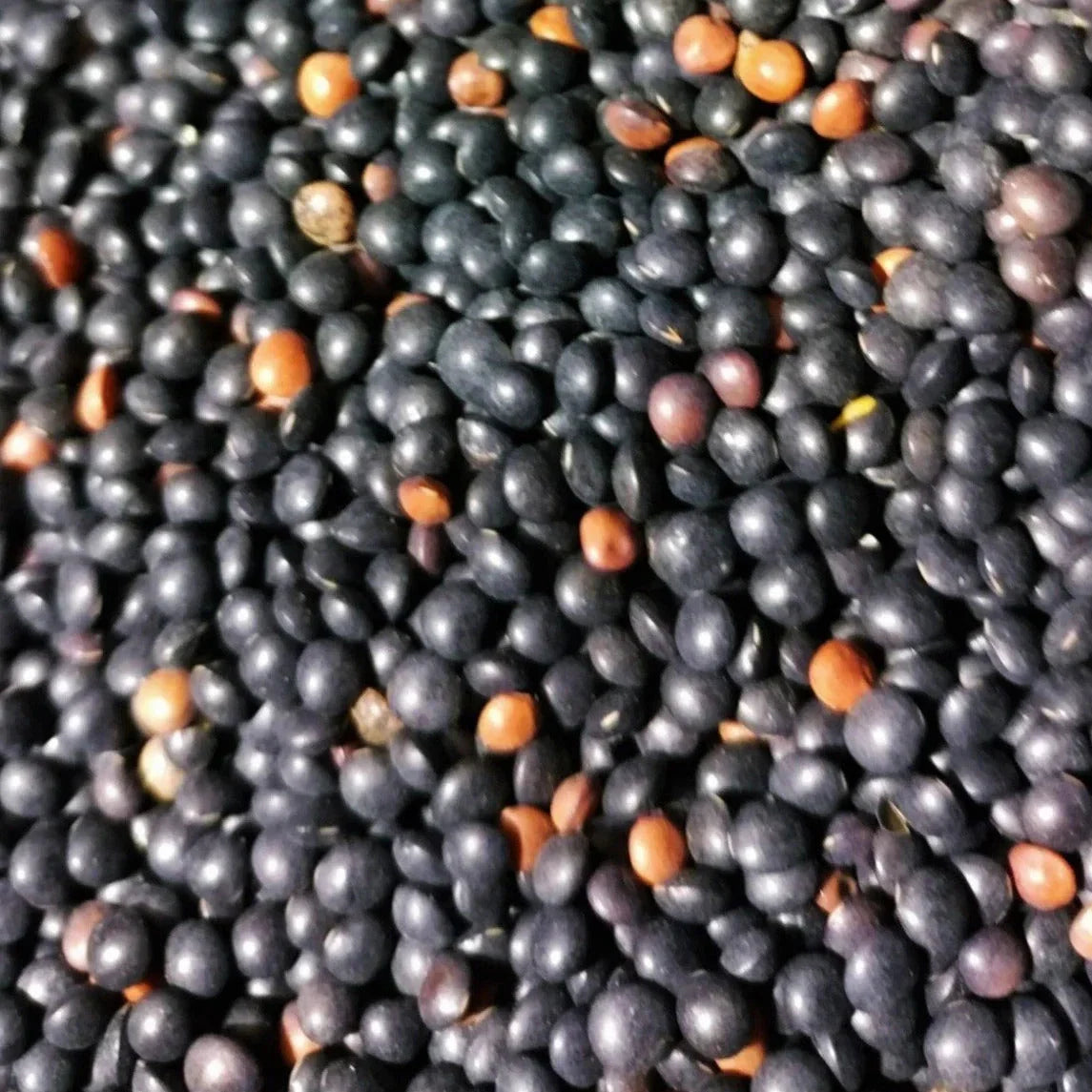 Black Lentil Seeds - 100+ Count Non-GMO Heirloom - Lens culinaris for 2025 Planting - Protein-Rich, Easy to Grow