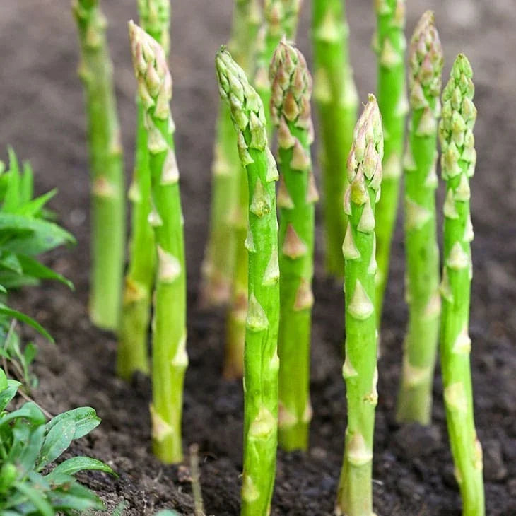Mary Washington Asparagus Seeds - Green Perennial Vegetable for 2025 Planting, Asparagus officinalis, 25 Seeds