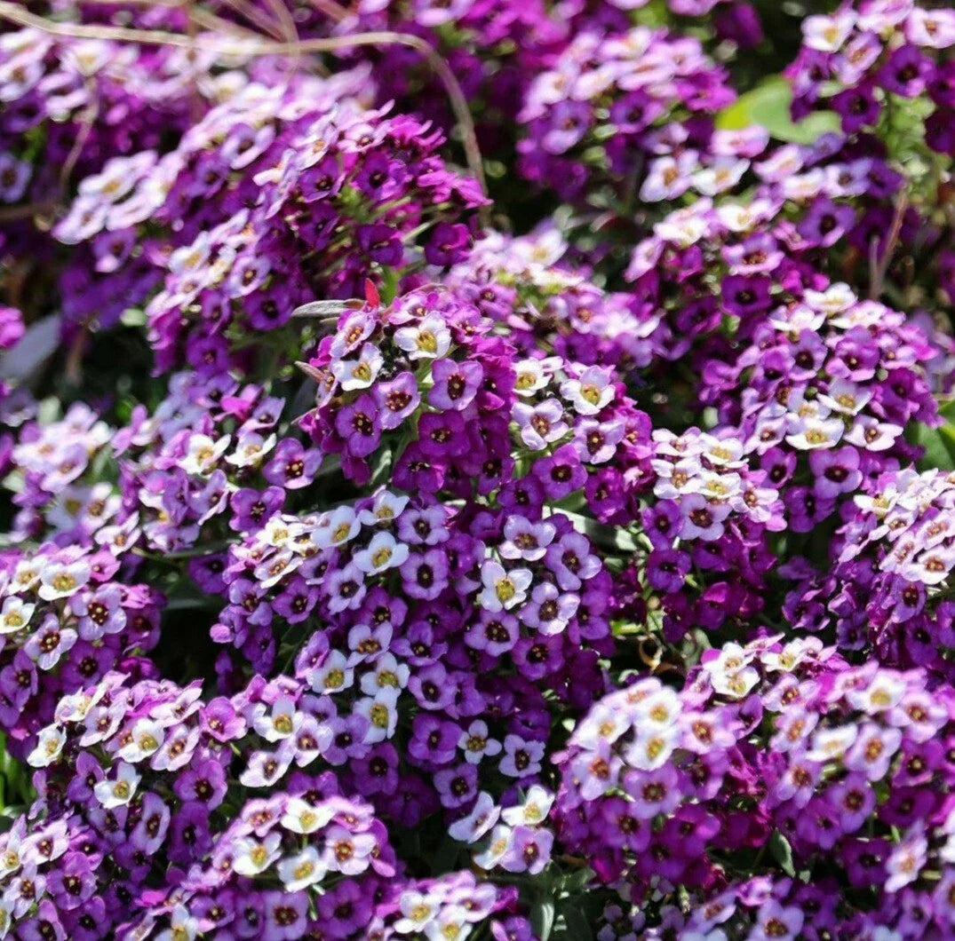 Sweet Alyssum Seeds 50 Count Rosie O' Day Pink Lobularia maritima for Containers Borders Attracts Pollinators