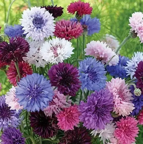 Cornflower Seeds Bulk Pack - 1500 Heirloom Non-GMO Bachelor Buttons - Centaurea cyanus - Vibrant Blue, Pink, White Blooms
