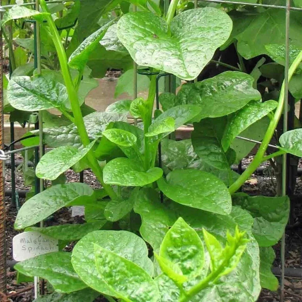 Malabar Spinach Seeds - 15-100 Count Green Climbing Vine Alugbati (Basella alba) - Nutritional Superfood for Home Gardens