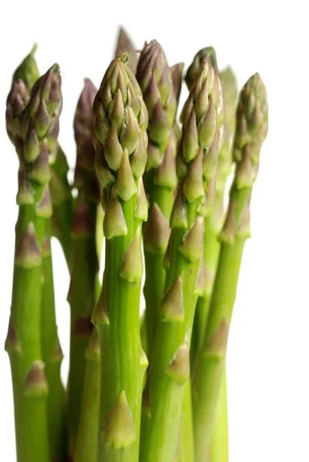 Asparagus Seeds - UC-72 Variety for Home Garden, Non-GMO, Asparagus officinalis, 100 Seeds per Packet
