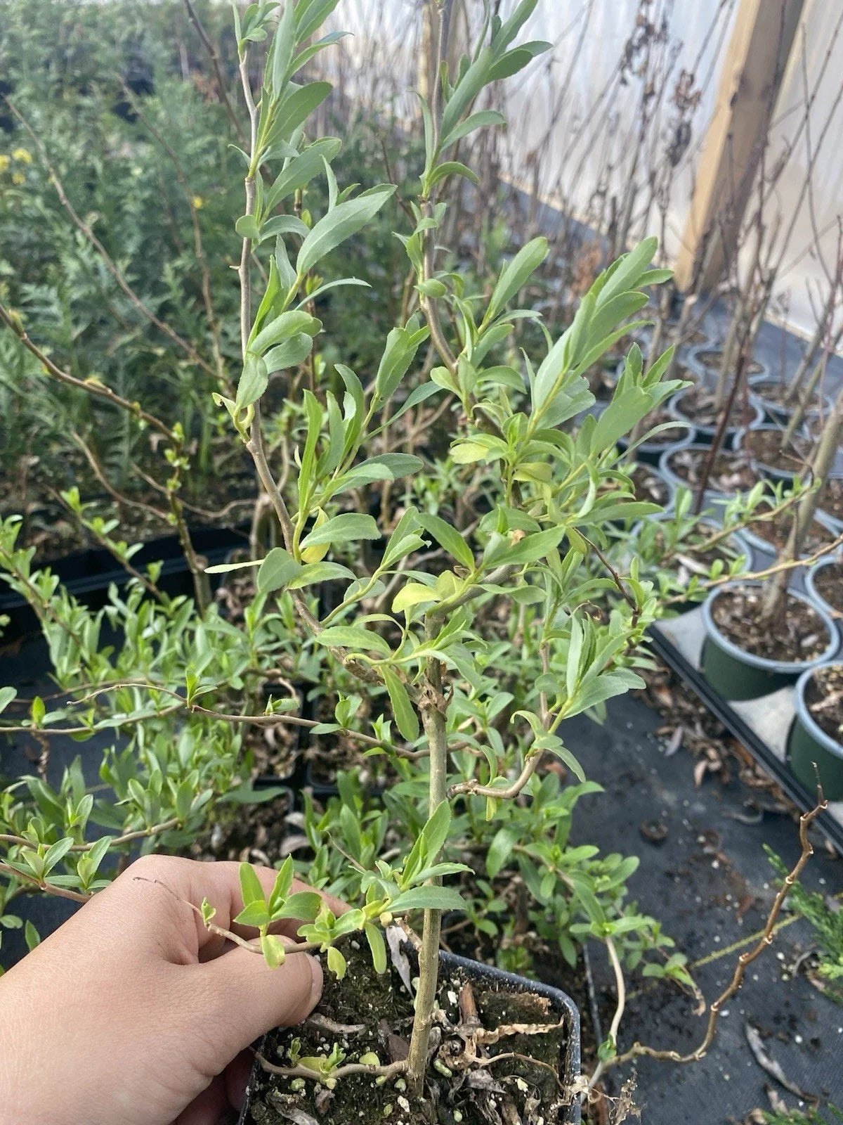 Curly Weeping Willow Tree 4" Pot Corkscrew Willow Salix babylonica Tortuosa - Fully Rooted Adaptable for Soil & Sun