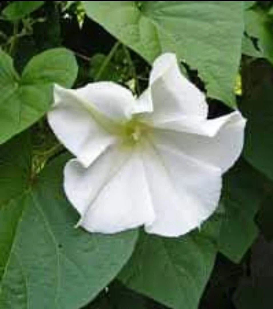 Moonflower Vine Seeds - 30+ Night-Blooming White Flowers - Ipomoea alba - Fragrant Climbing Annual for Gardens