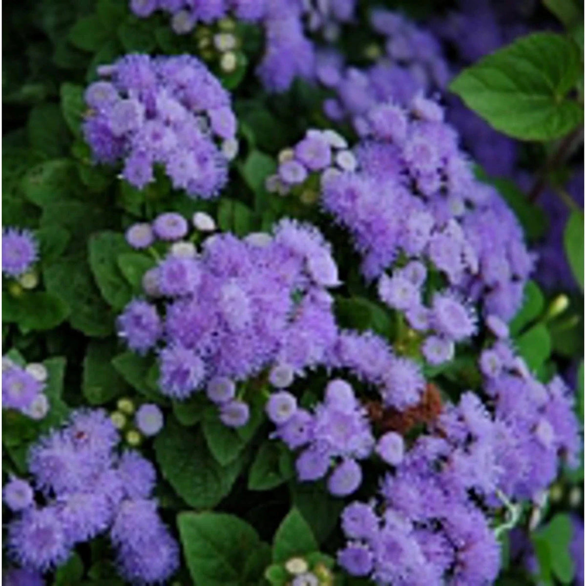 Ageratum Flower Seeds - Blue Mink - Non-GMO - 20+ Seeds - Edible Garden Variety - Ageratum houstonianum