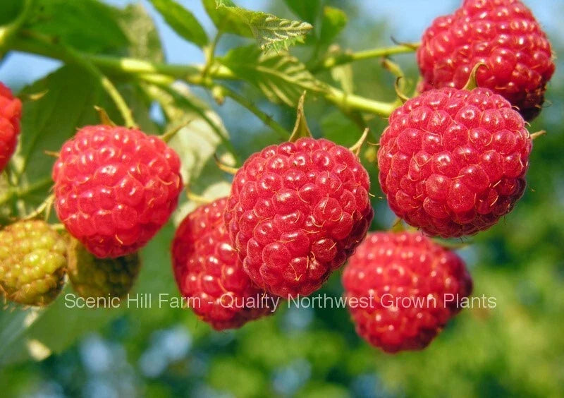 Heritage Everbearing Raspberry Bare Root Plants - Rubus idaeus - Organic, Non-GMO for Home Garden - High-Yielding Variety
