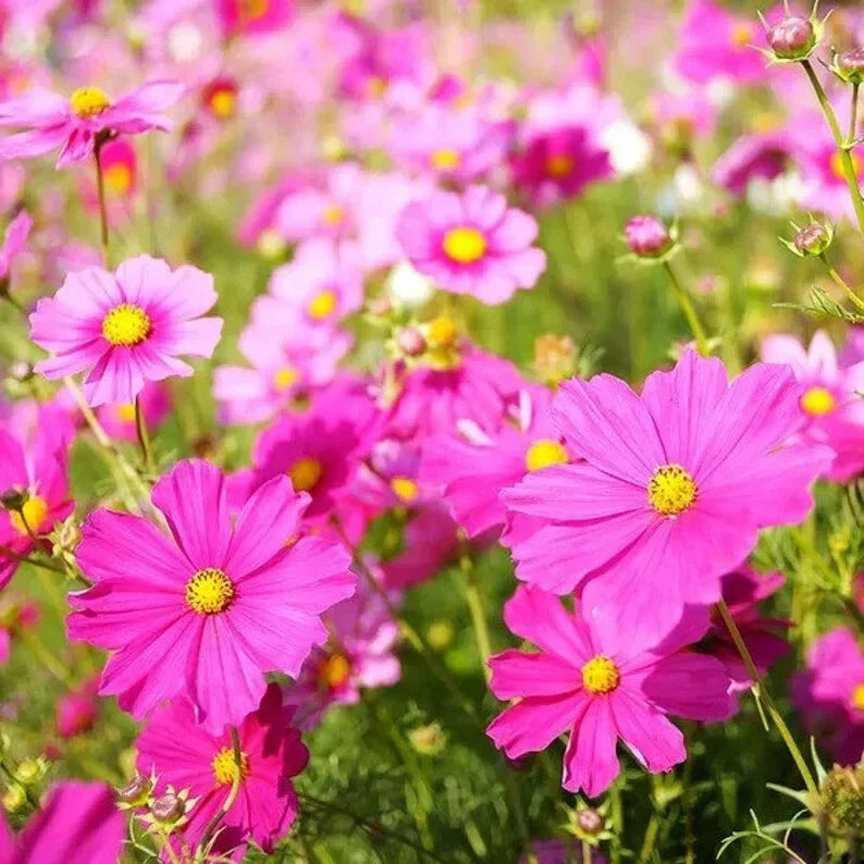 Cosmos Mix Seeds - 100 Organic Seeds - Colorful Variety - Cosmos bipinnatus - USA Grown, Attracts Pollinators
