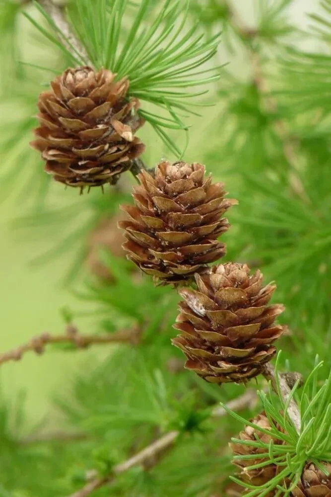 European Larch Seeds - 25 Pack - Hardy Conifer Tree - Larix decidua - Ideal for Planting & Landscaping