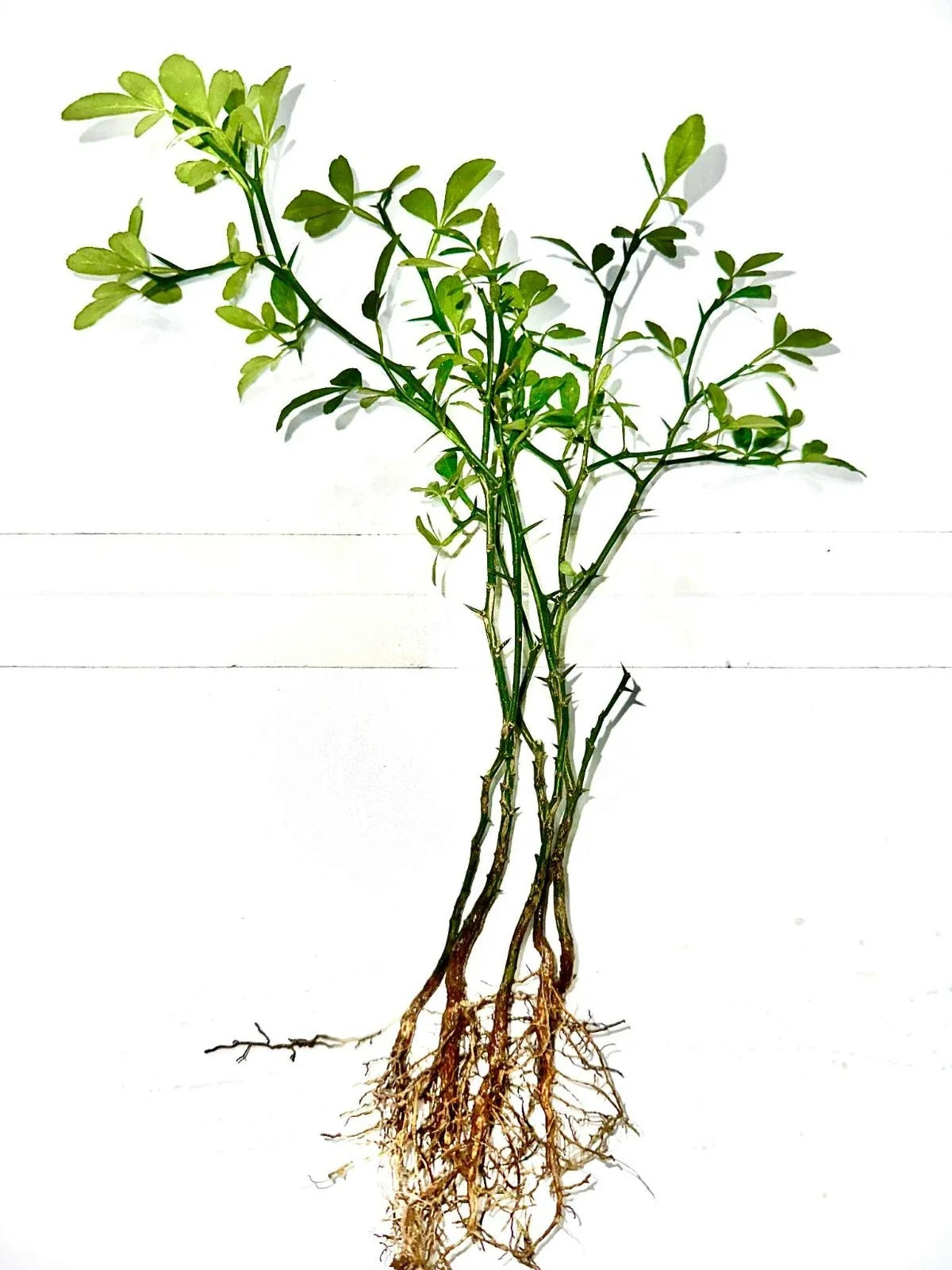 Cold Hardy Citrus Seedling 5-Pack - Bare Root Citrus Varieties - Citrus spp. - Ideal for Gardens & Pots