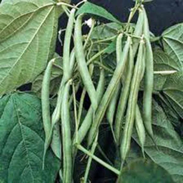 Blue Lake Bush Green Bean Seeds, Heirloom, 20+ Seeds, Phaseolus vulgaris, Tender Flavorful Pods, Non-GMO Garden Seeds