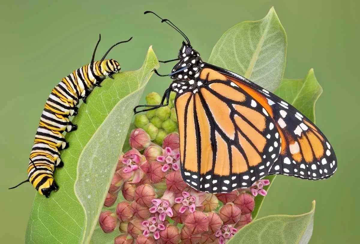 Common Milkweed Seeds - 50+ Count - Asclepias Syriaca - Native Wildflower for Container Gardening & Pollinator Support