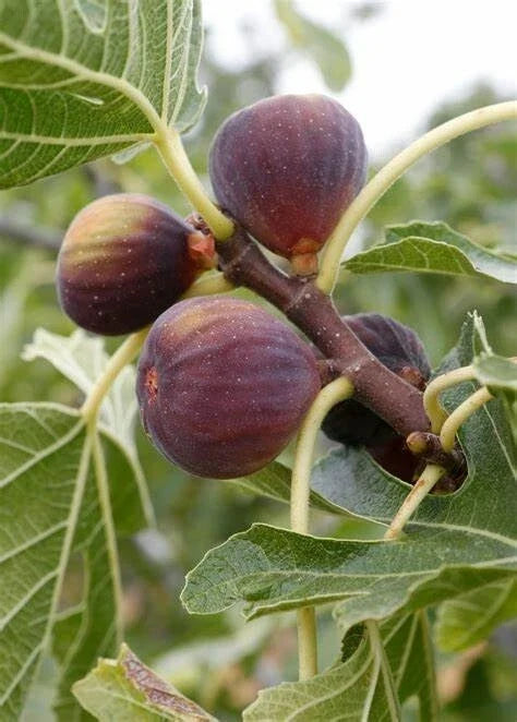 Fruiting Fig Tree - 2-3 Feet - 'Olympian' - Ficus Carica - Edible Fruit - Indoor/Outdoor Plant - Easy Care Gardening