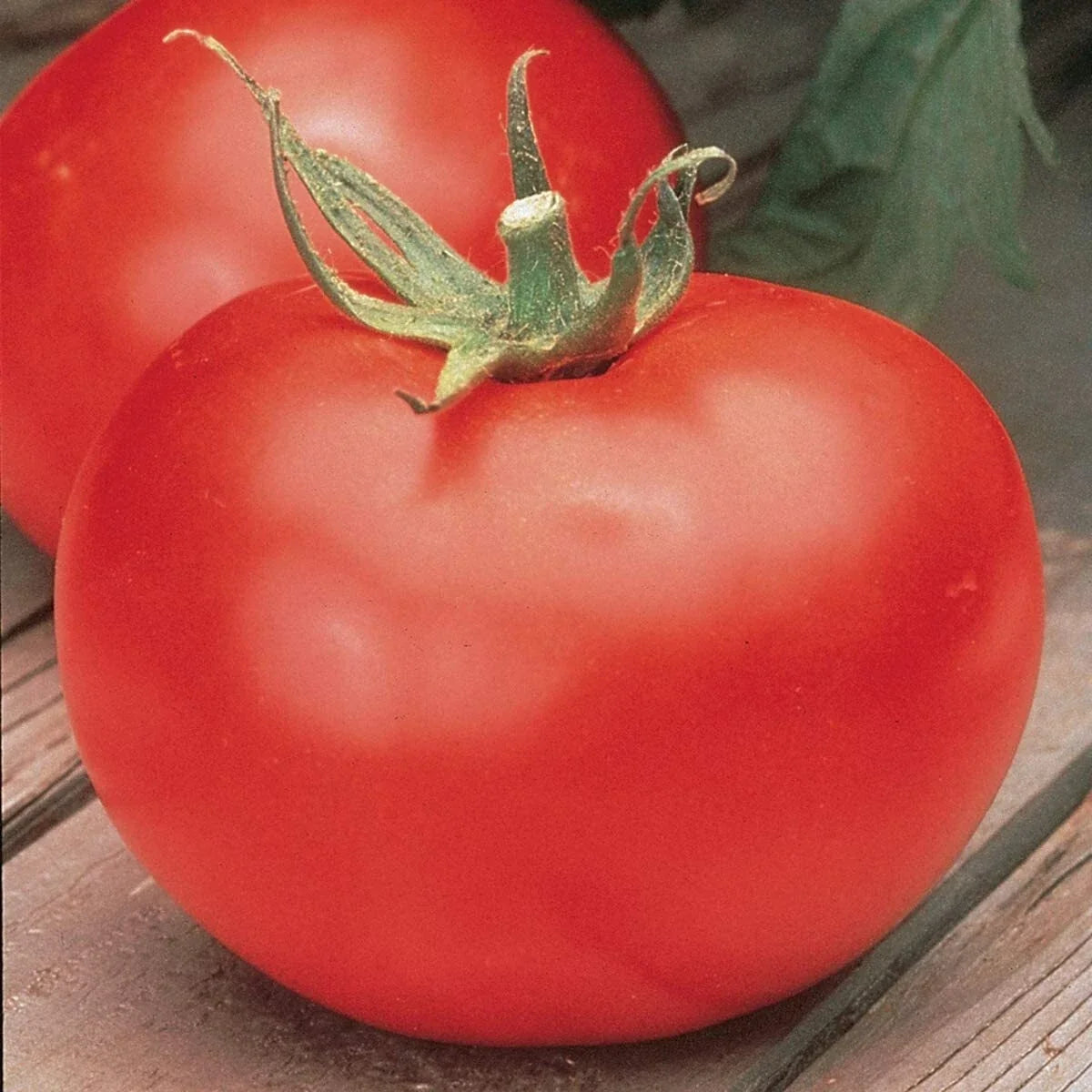 Tomato Seeds - Burpee Big Boy - Non-GMO - Solanum lycopersicum - High-Yield, Easy to Grow for Home Gardening