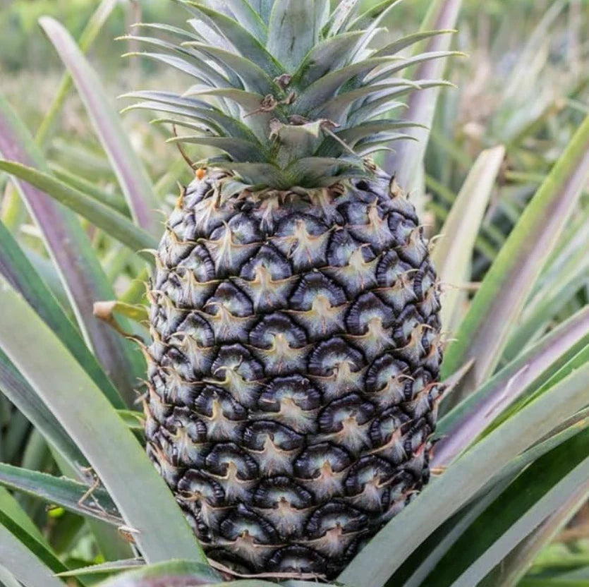 White Jade Pineapple Starter Plants - Set of 2 - Planted Rooted Live Fruit Trees - Ananas comosus - Indoor/Outdoor Gardening