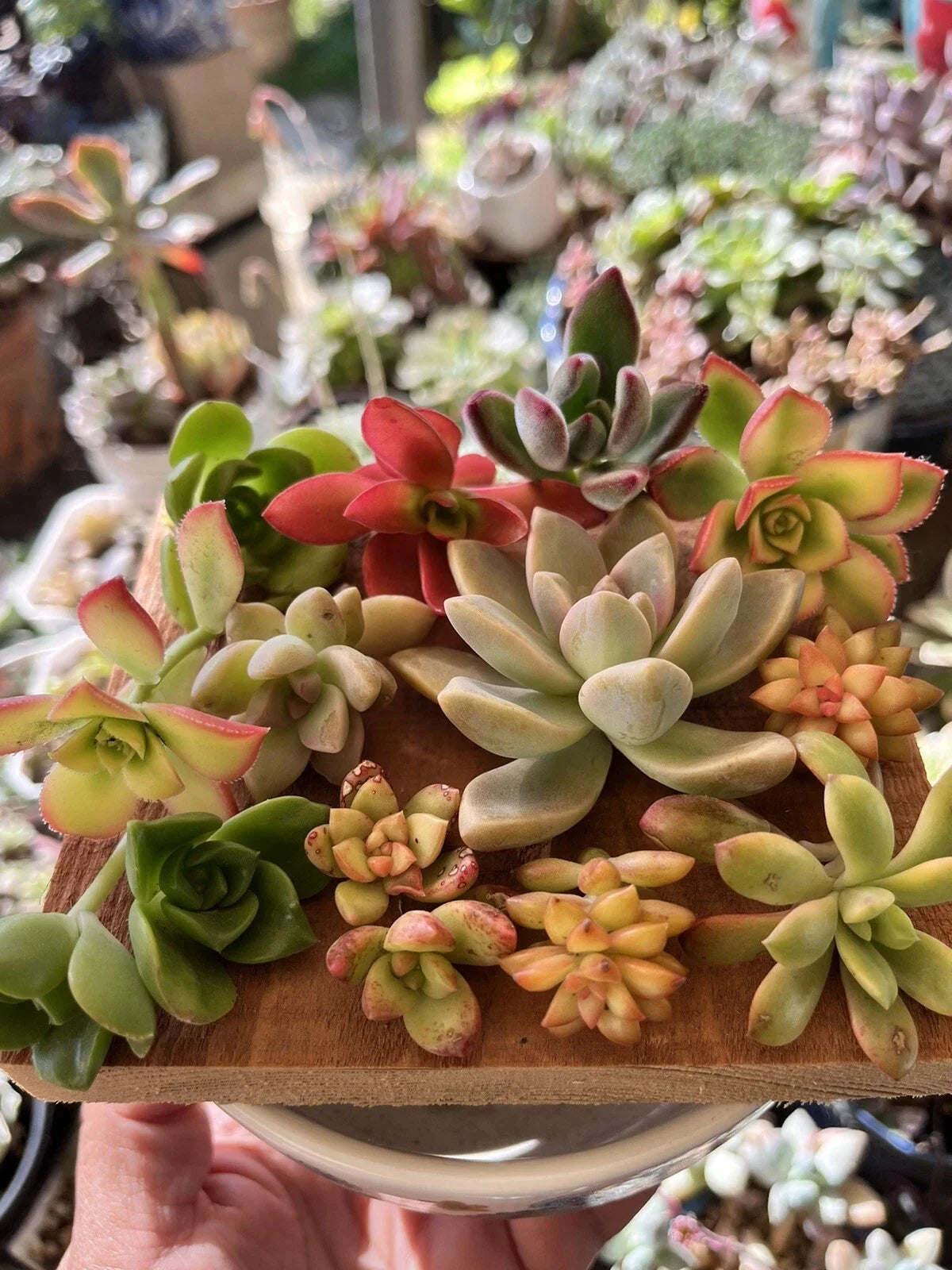 Succulent Cuttings Box 30+ pcs Assorted Varieties for Planting & Propagation - Various Species