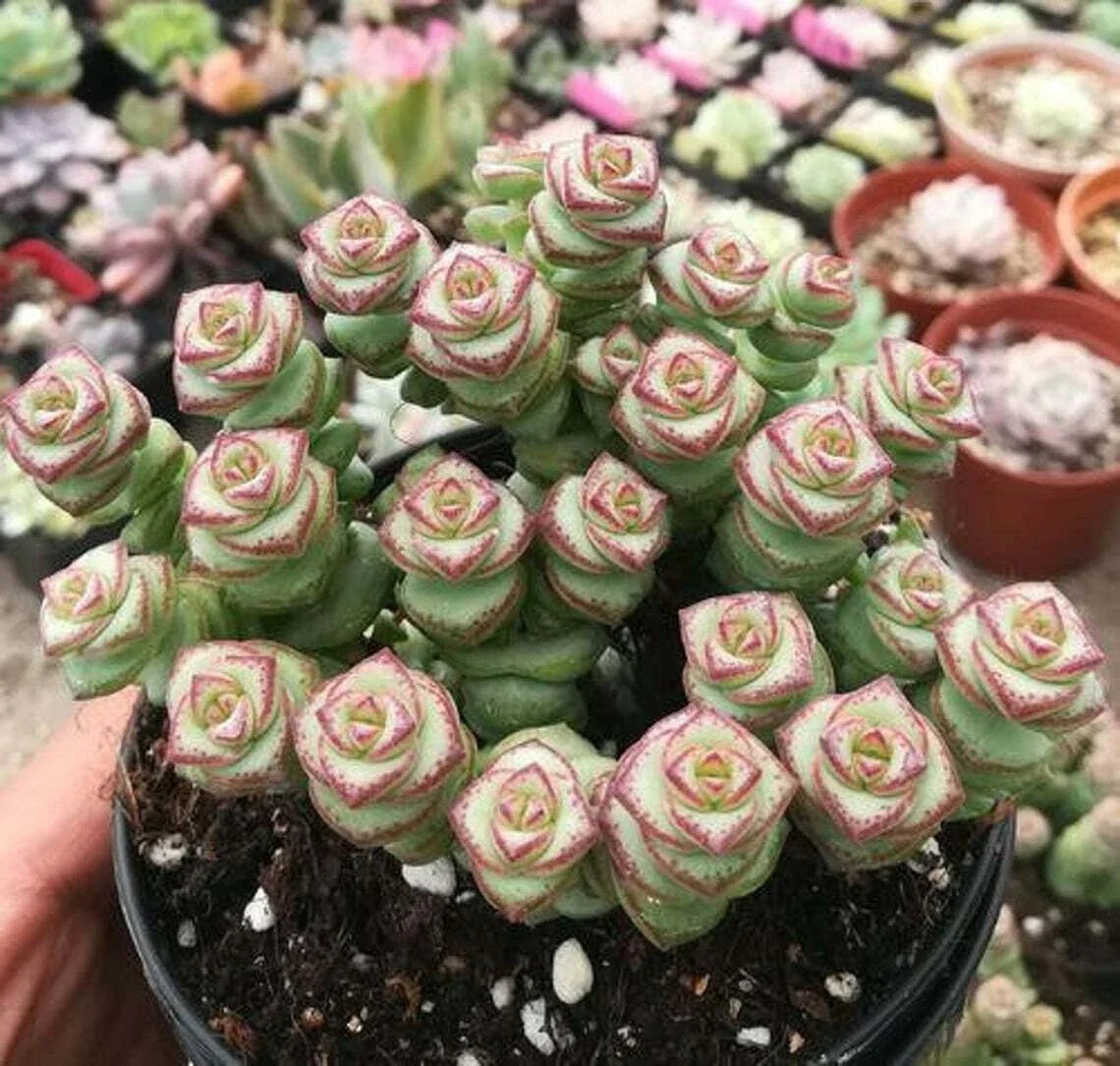 Crassula 'Jade Necklace' Succulent Plant in 2'' Pot - Rare Indoor Houseplant, Easy Care, Trailing Growth, Crassula perfoliata var. falcifolia