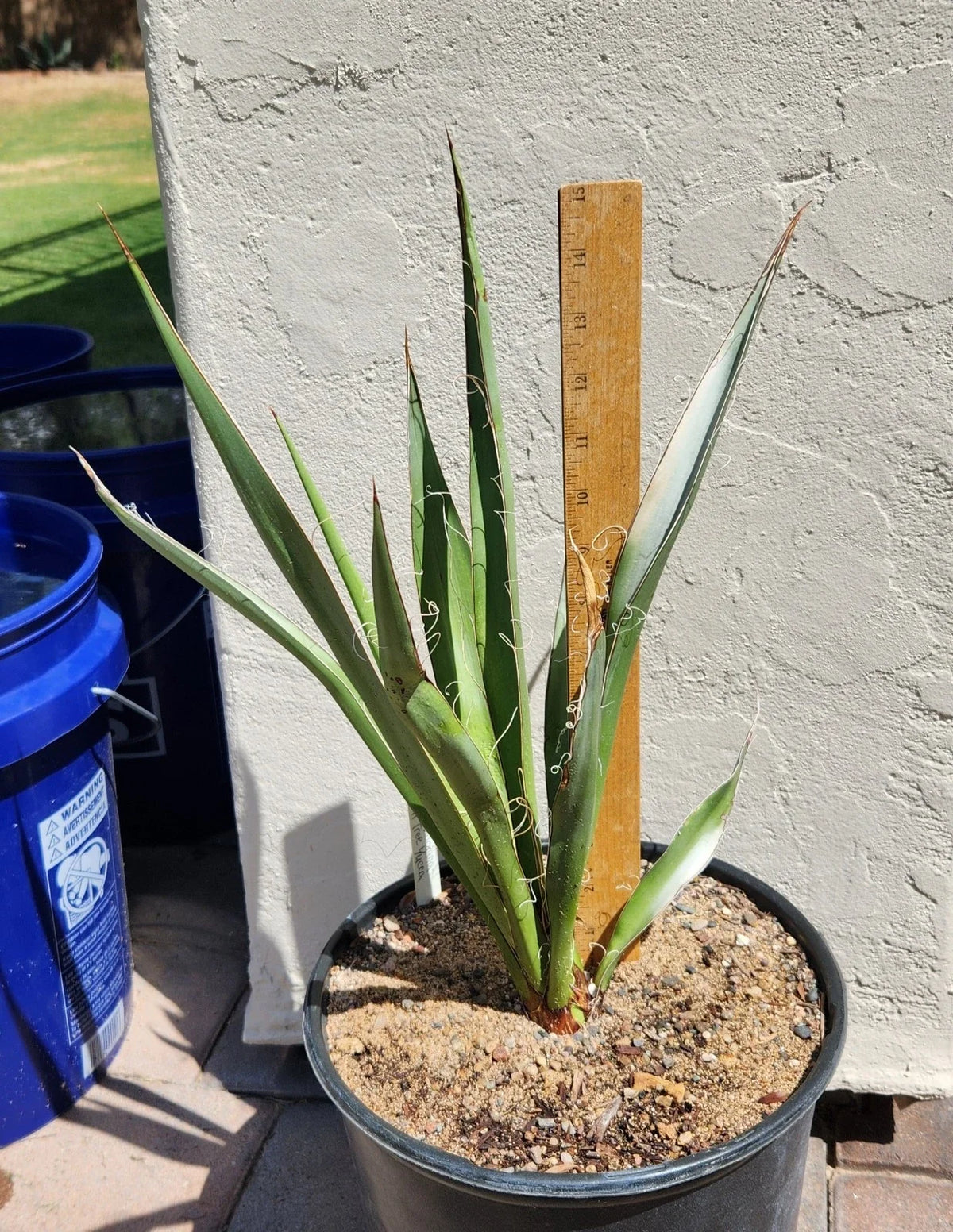 Live Rooted Faxon Yucca Plant - Yucca faxoniana - Drought-Resistant, Low Maintenance, Texas Native for Xeriscaping