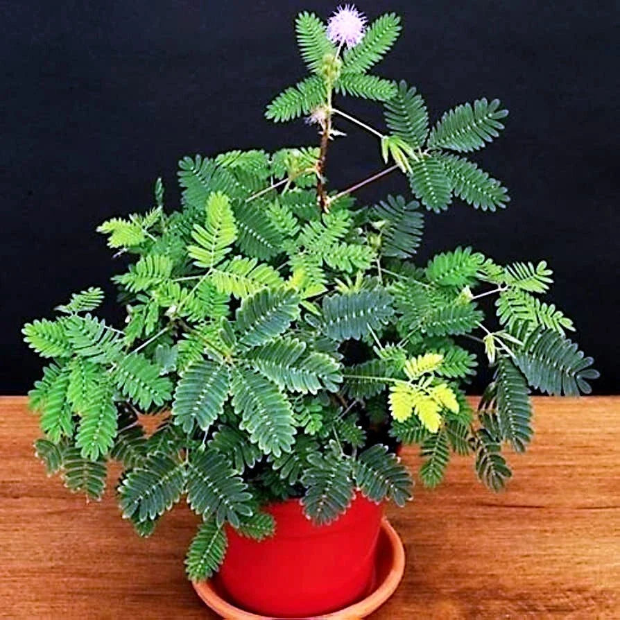 Dwarf Sensitive Plant Seeds - Mimosa pudica - Tropical Houseplant Flower Seeds for Indoor Gardening - Pink Fluffy Flowers