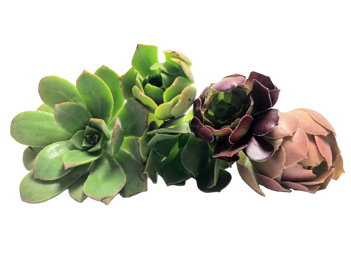 Assorted Aeonium Cuttings 2–6” | Unique Succulent Rosettes | Aeonium spp. | No Repeat Varieties for Garden Lovers