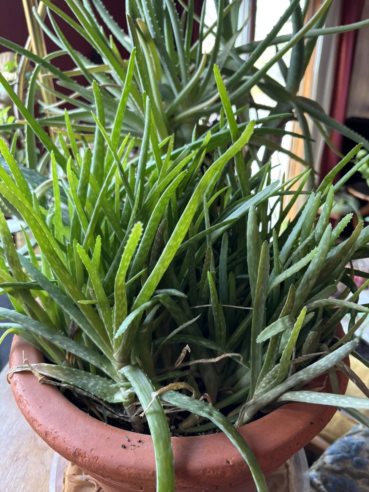 Aloe Vera Chinensis Plants - 6-8 Inch Rooted Cuttings - Skin Care Saplings - Aloe barbadensis miller - Pack of 5