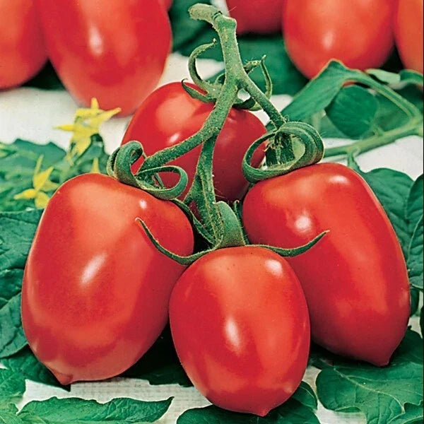 Roma Tomato Seeds - 60+ Heirloom Organic NON-GMO - Solanum lycopersicum - Ideal for Sauces and Salsas, Easy to Grow