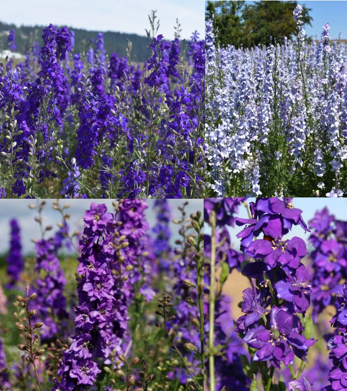 Rocket Larkspur Seeds - 500 Non-GMO Night Sky Mix - Delphinium ajacis - Pollinator Friendly - Deep Blue Blooms