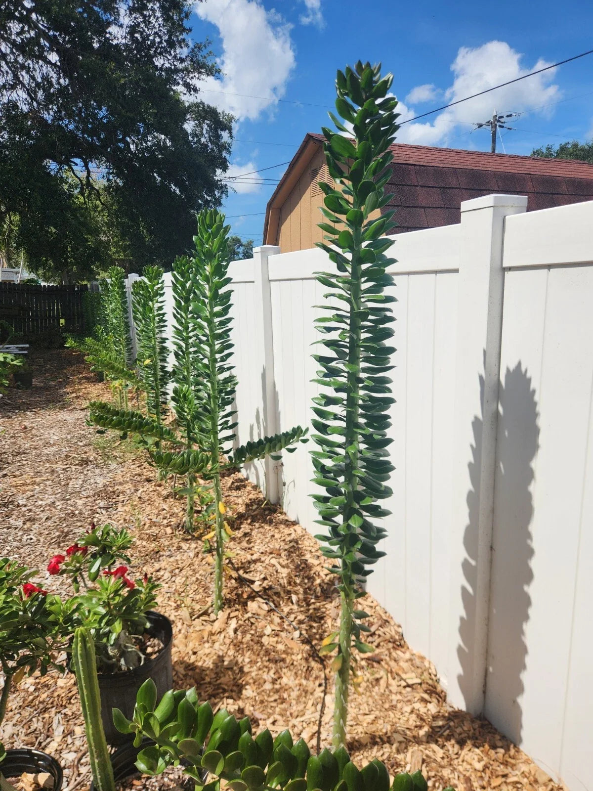 Giant Pereskiopsis Cuttings, 5" Thick Growth, Ideal for Cacti Enthusiasts, Pereskiopsis spp. - 5 High-Quality Cuttings