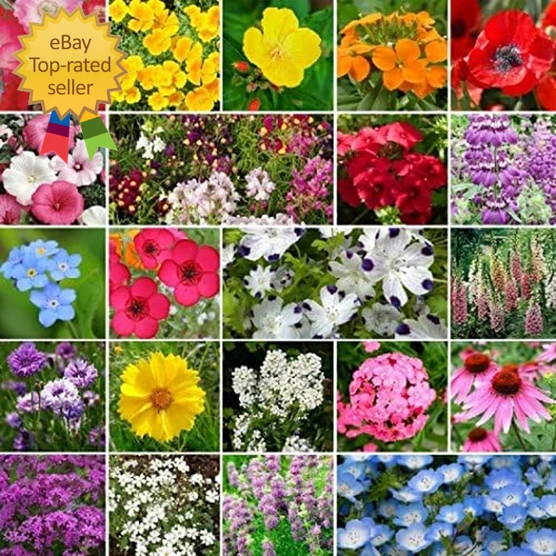 Wildflower Seed Mix 1 lb Non-GMO Native Flower Blend for Partial Shade - 520,000 Seeds, Easy to Grow, Attracts Pollinators