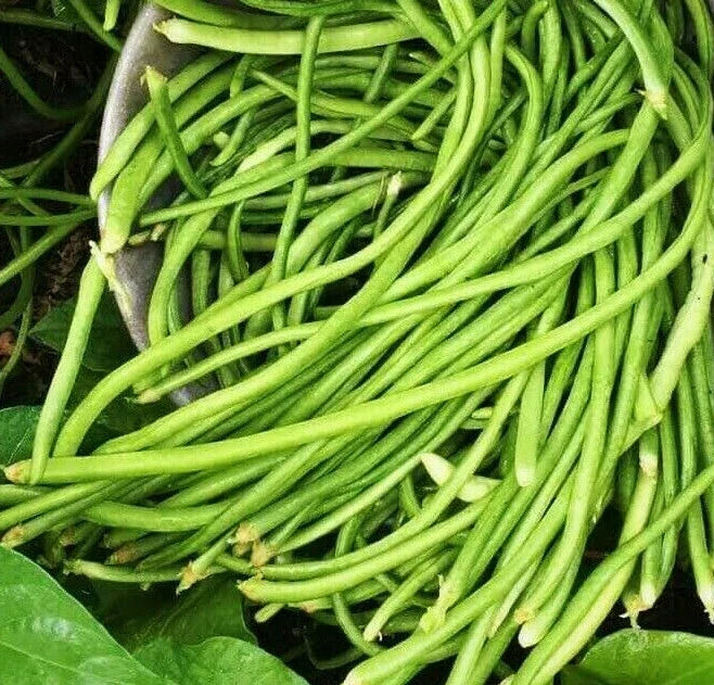 White Yard Long Bean Seeds - 20 Pack - Organic Asparagus Green Vigna unguiculata subsp. sesquipedalis - Ideal for Asian Gardens
