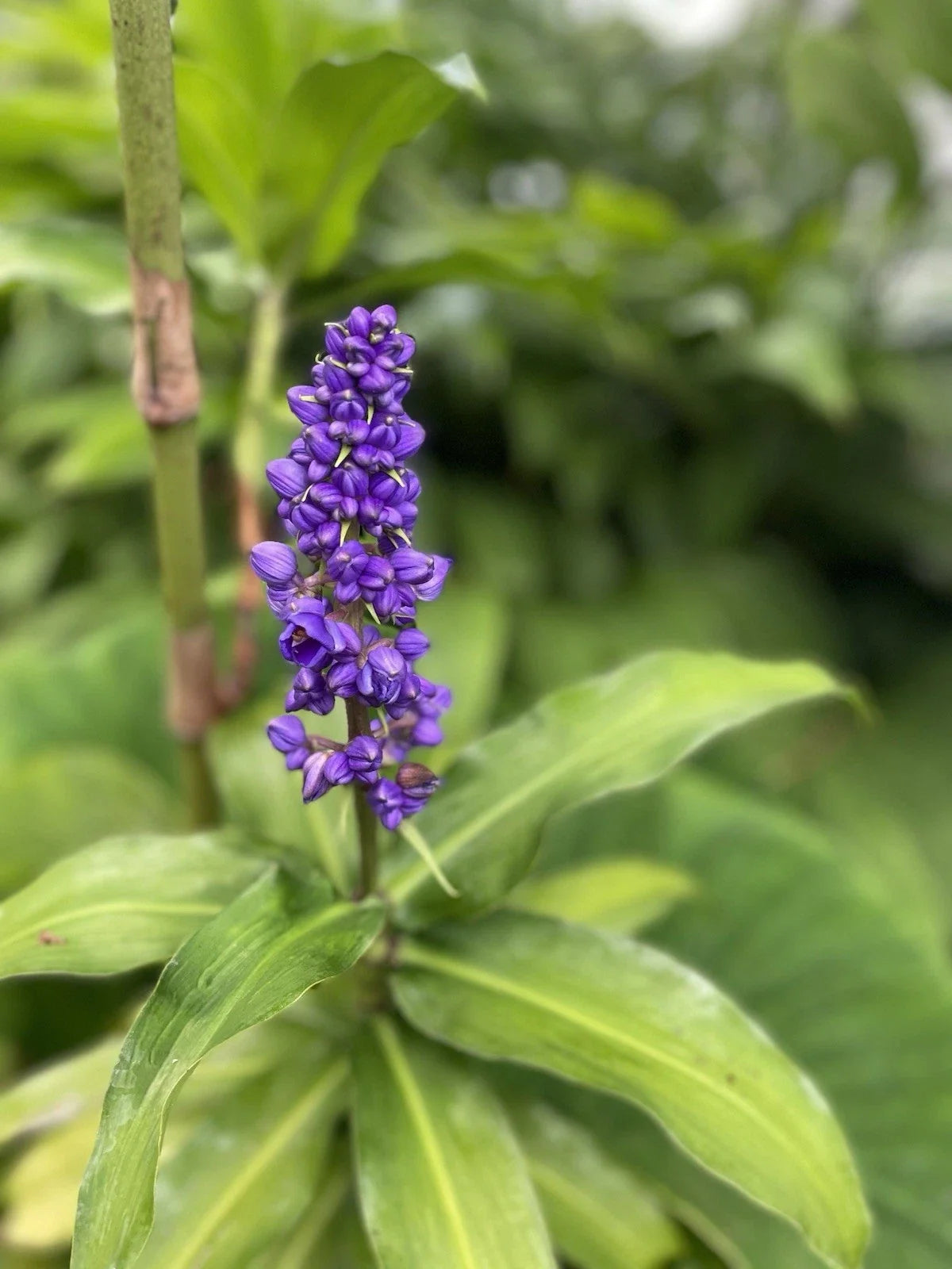 Blue Ginger Plant Cuttings - 3 Count - Dichorisandra thyrsiflora - Tropical Indoor Plants - Hawaii Grown