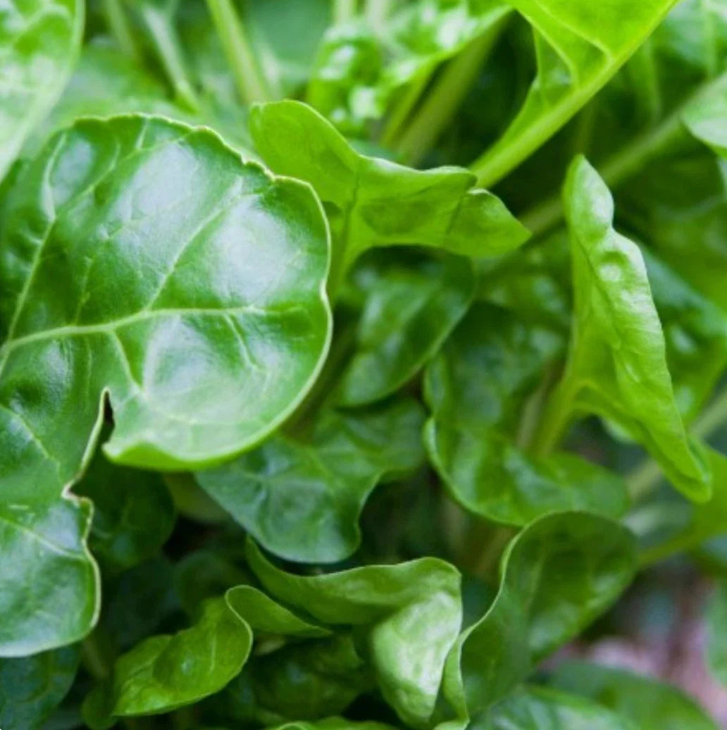 Perpetual Swiss Chard Seeds, NON-GMO, Salad Greens, Beta vulgaris subsp. cicla - 200 Seeds for Year-Round Harvest