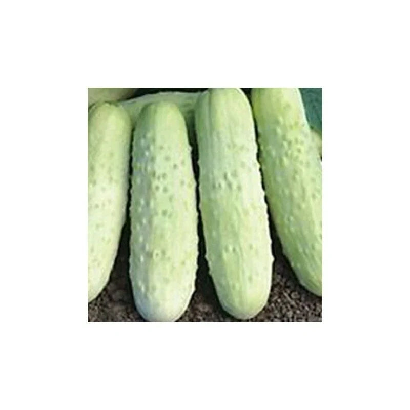 Cucumber Seeds - 50 Count - White Wonder Variety - Cucumis sativus - Heirloom Non-GMO Vegetable Garden Seeds