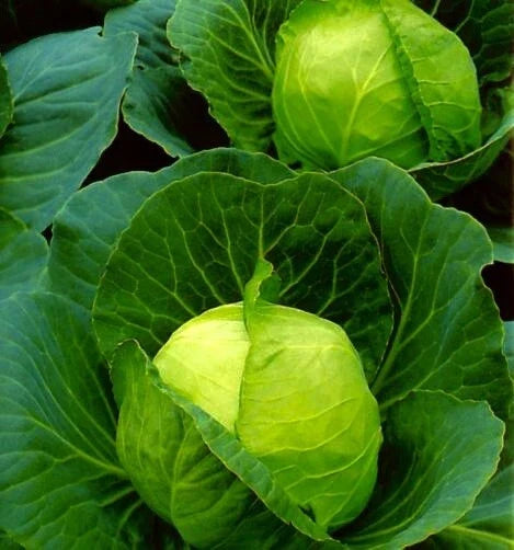 Golden Acre Cabbage Seeds - 100 Non-GMO Vegetable Seeds - Brassica oleracea var. capitata - Ideal for Home Gardens