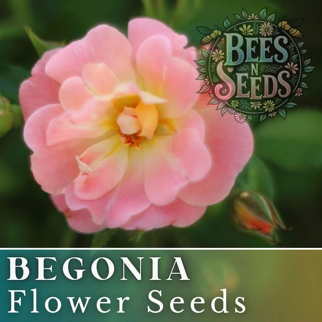 Fairy Kiss Begonia Seeds - Non-GMO Flower Seeds, 45 or 125 Count, Colorful Begonia Varieties, Begonia x hybrida