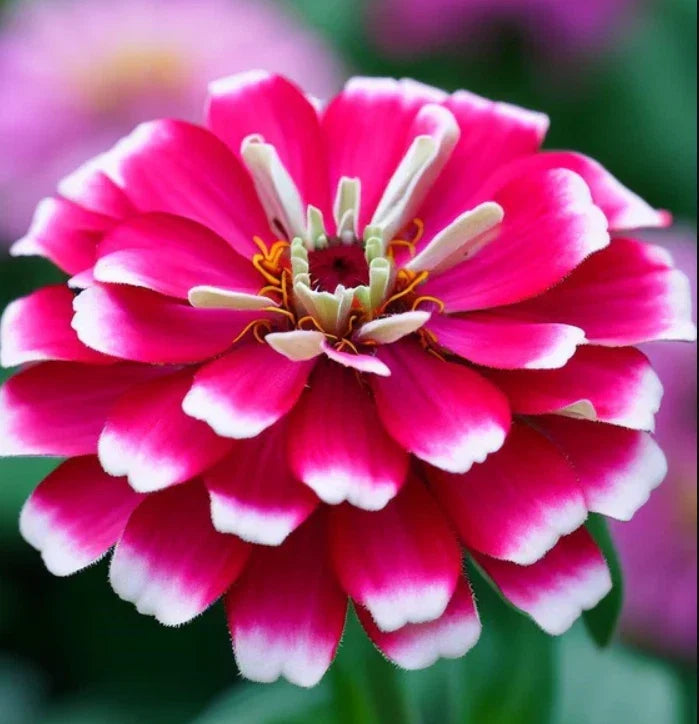 Zinnia Seeds 100 Non-GMO Bi-Color Pink & White Attracts Butterflies Zinnia elegans