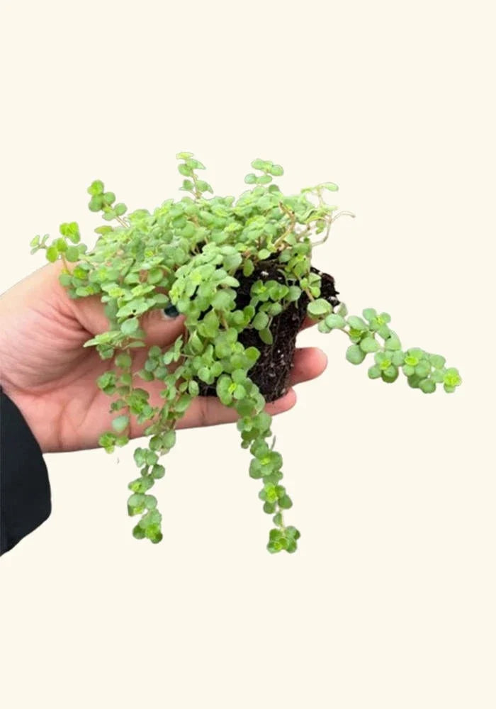 Pilea Tiny Tears Starter Plant - Low Maintenance Indoor Houseplant - Pilea peperomioides - Perfect for Home Decor