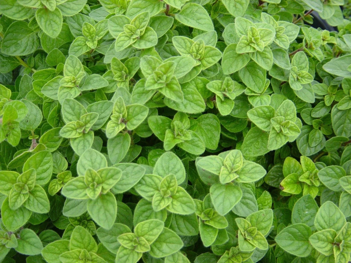 Greek Oregano Herb - Non-GMO Winter Marjoram - Origanum vulgare - Various Sizes for Culinary Gardens