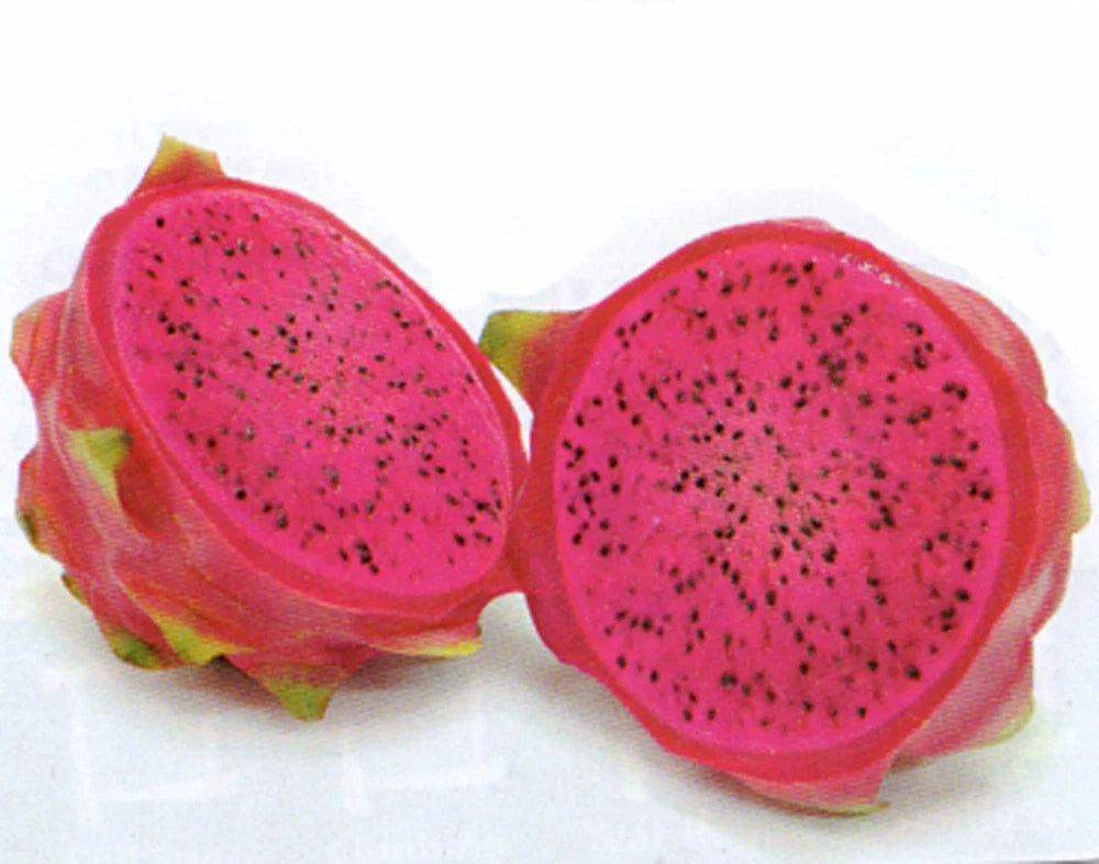 Dragon Fruit Cuttings 5-7 inches Hylocereus Undatus Halley's Comet Red Flesh 2 Pack - Exotic Plant for Home Gardening