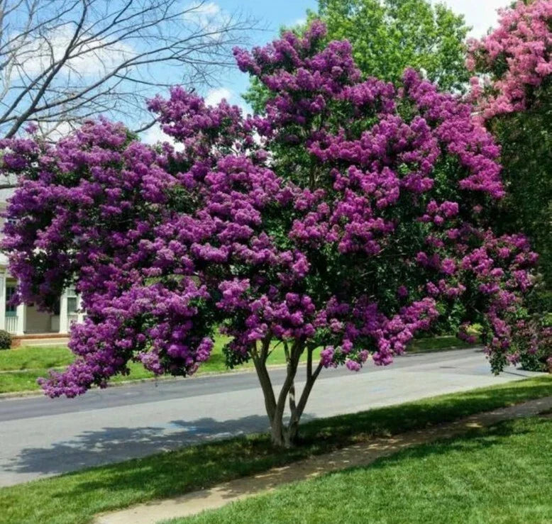 Milk Crape Myrtle Cuttings - 7 Rooting Cuttings - Lagerstroemia indica - Fast-Growing, Vibrant Blooms for Gardens