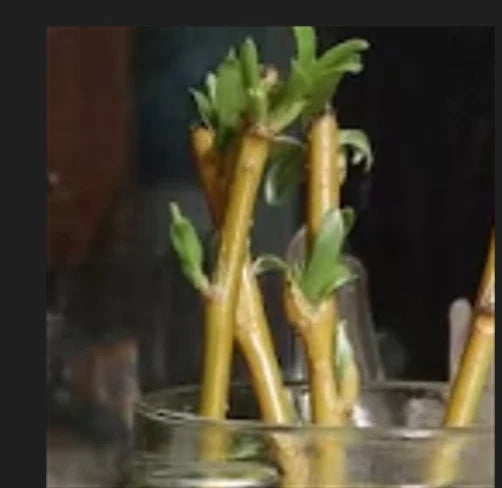 Dwarf Weeping Willow Cuttings - Two Healthy 12-18" Cuttings - Salix babylonica 'New Blue' - Easy Planting for Small Spaces