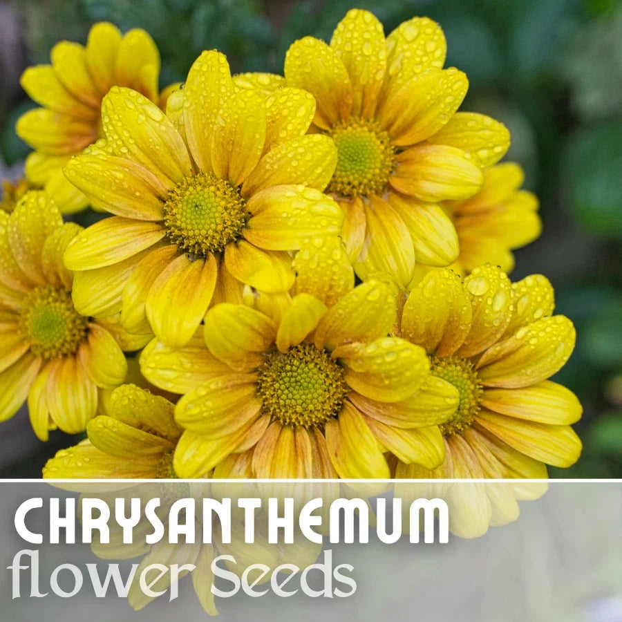 Chrysanthemum Seeds - Golden Tide Mum - 200+ Yellow & Orange Annual Flower Seeds - Chrysanthemum morifolium