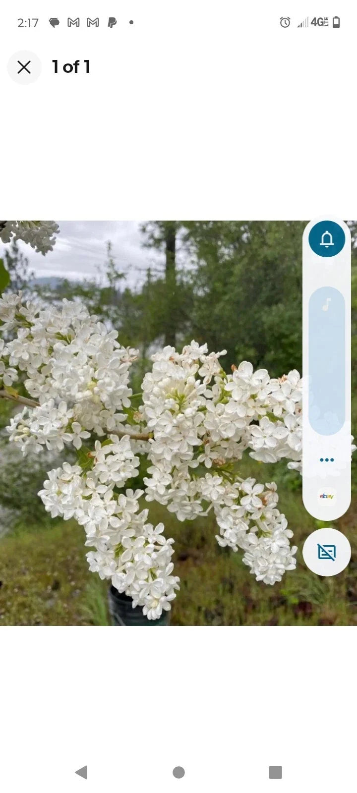 White Bare Root Lilac Bushes 15 Pack - Syringa vulgaris 'Alba' - Fragrant White Flowers for Garden Borders and Hedges
