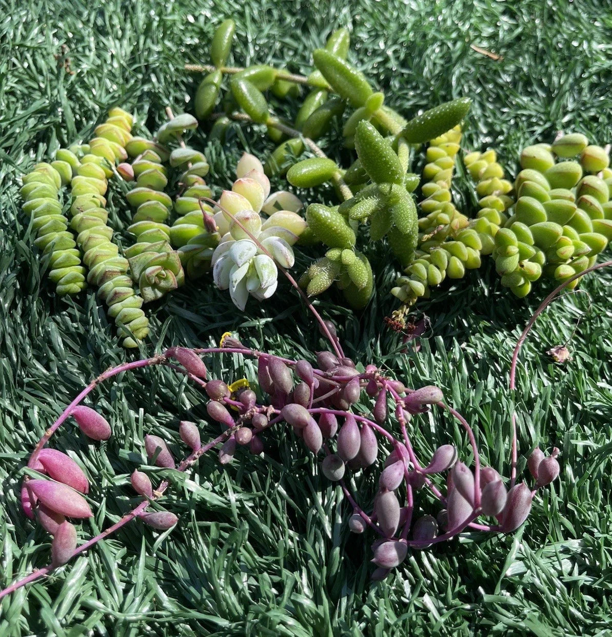 Succulent Cuttings - 7 Varieties - Easy to Grow - Echeveria, Sedum, Haworthia - Fresh Plant Cuttings for Garden Decor