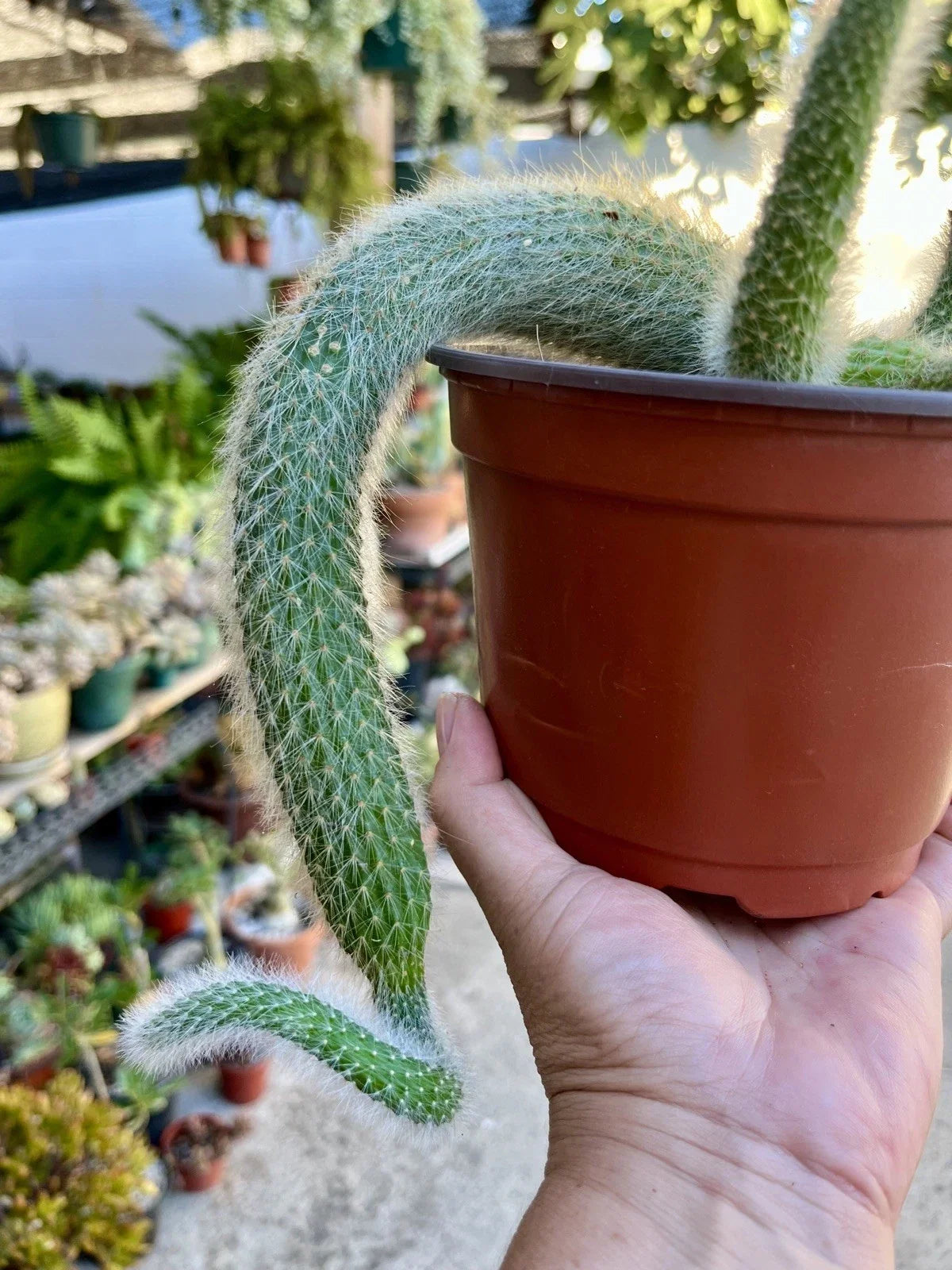 Monkey Tail Cactus Cuttings - 3 Naked Root Cuttings - Unique Trailing Cactus Variety - Cleistocactus colademononis