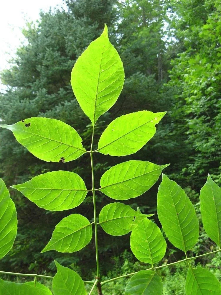 Green Ash Starter Tree Sapling | Fraxinus pennsylvanica | Fast Growing, Low Maintenance, Perfect for Gardens