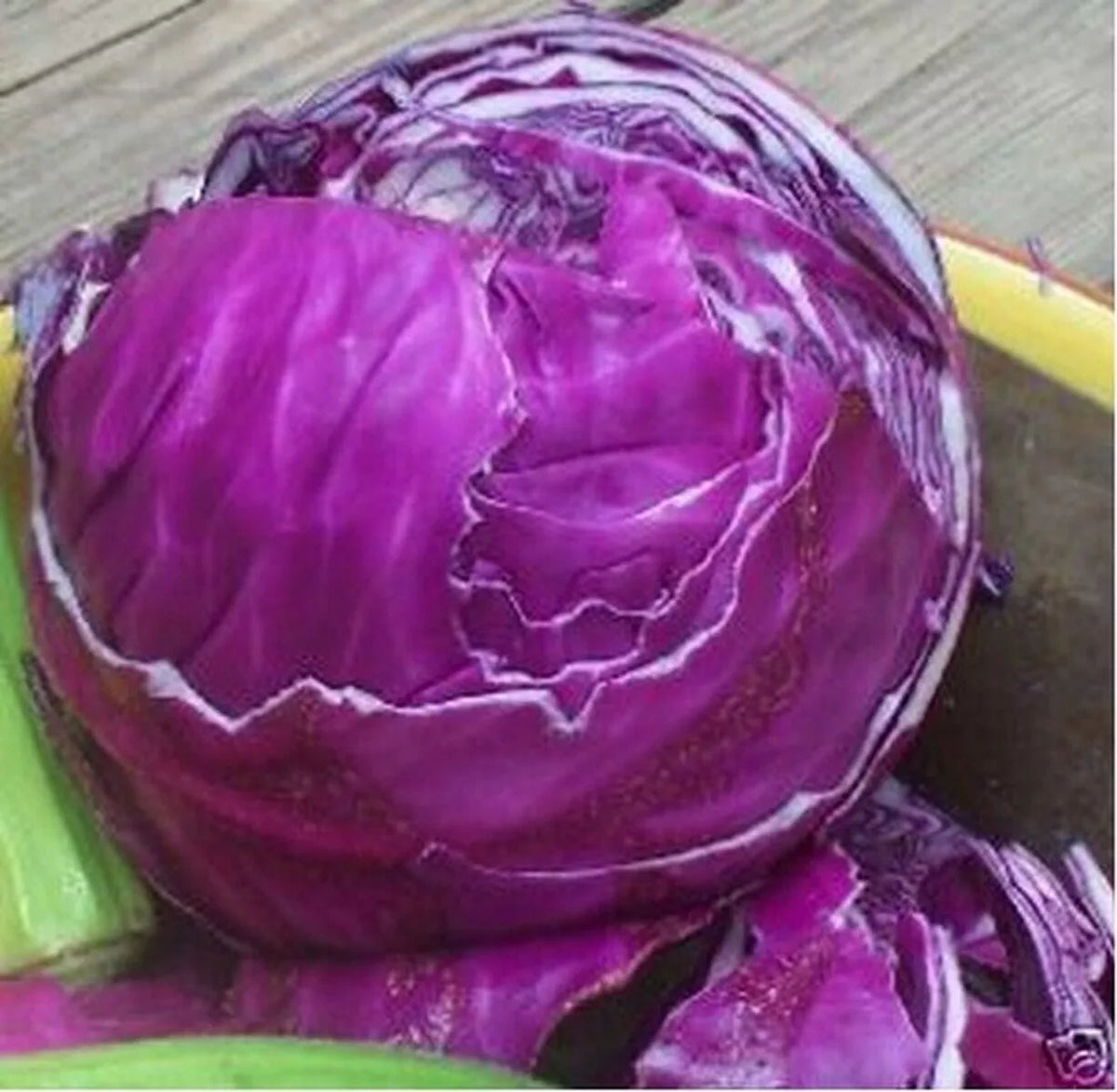 Red Acre Cabbage Seeds - 1000+ Heirloom Non-GMO - Brassica oleracea var. capitata - Vibrant Red-Purple Color