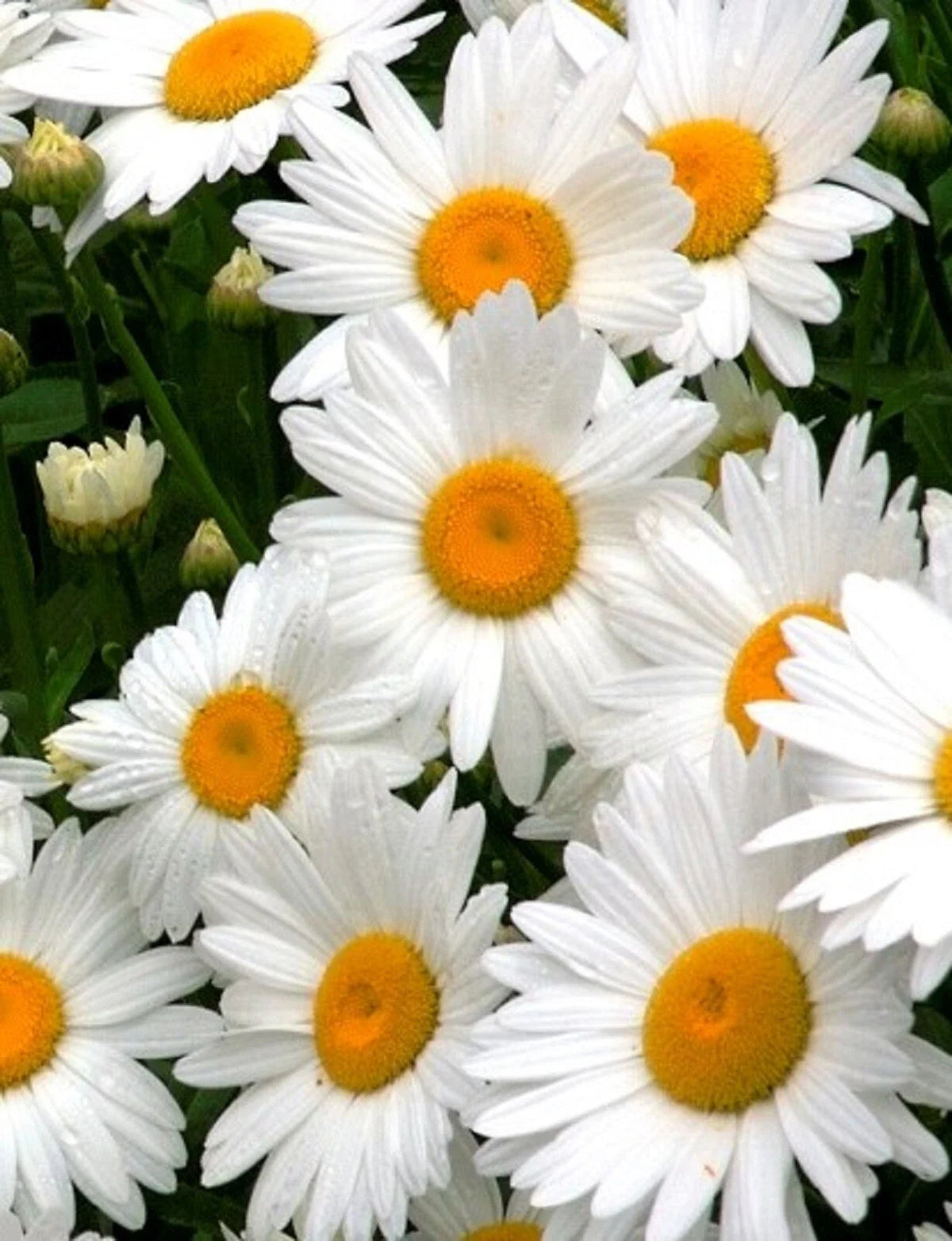 Alaska Shasta Daisy Seeds - 100+ Non-GMO Seeds - Leucanthemum superbum - Vibrant White Flowers for Garden Planting
